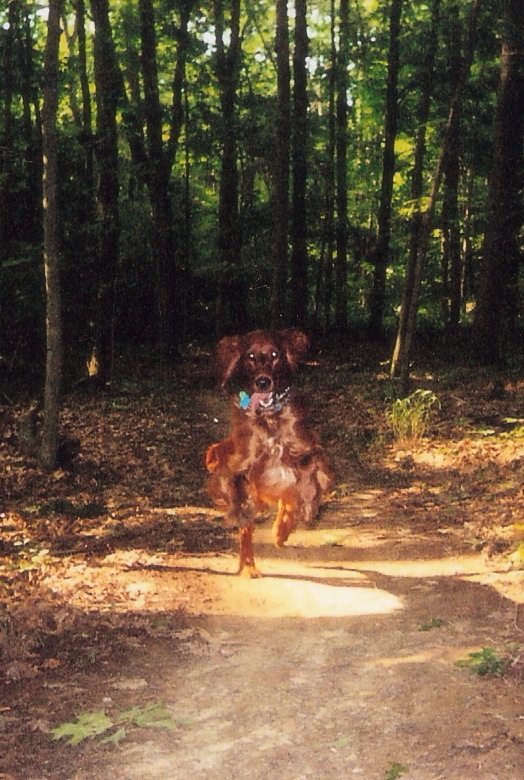 roxyrunninginwoods.jpg
