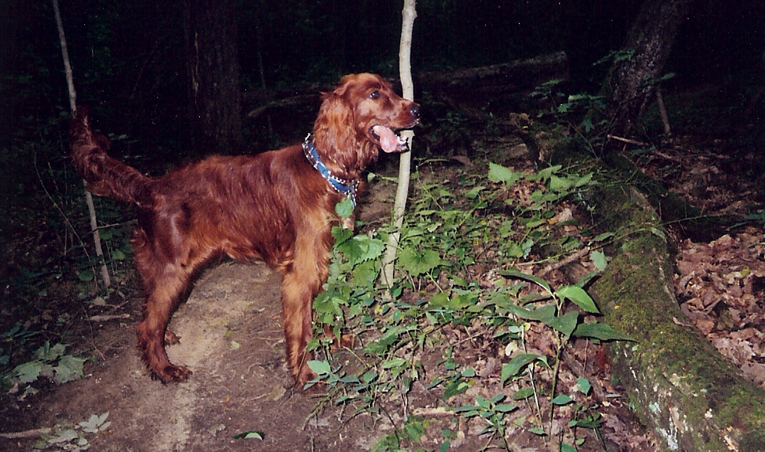 roxystandinginforest.jpg
